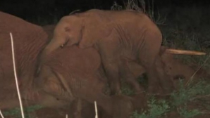 Imagini sfâşietoare care au impresionat mii de oameni. Cum îşi plânge un pui de elefant mama moartă (VIDEO)