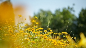 Uităm de umbrele şi ne bucurăm de vară. Meteorologii promit vreme frumoasă pentru următoarele zile 