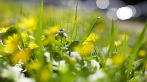 Începem săptămâna cu vreme frumoasă, deşi răcoroasă