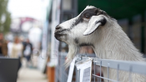 Festivalul crescătorilor de oi și capre, la Cimișlia. La eveniment au fost aduse rase cunoscute pentru producția de lapte