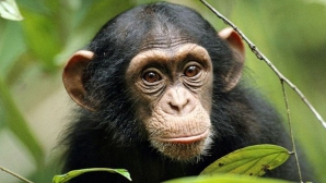 I-au dat puşca unei... maimuţe. Ce a făcut animalul e rupt din filmele de acţiune