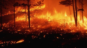 20 de mii de locuinţe, evacuate în urma incendiilor din statul american San Diego