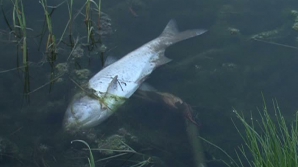 Malurile lacului din satul Dănceni, pline cu peşte mort. Unele exemplare sunt deja în stare de putrefacţie