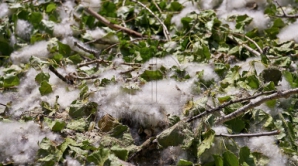 Administraţia locală a găsit o soluţie pentru înlăturarea pufului de plop din Chişinău