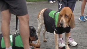 Cursă inedită în Columbia! Căţei îmbrăcaţi în costume verzi au alergat pentru un act caritabil (VIDEO)