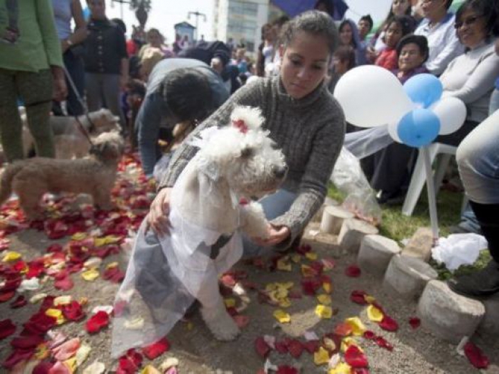 Căsătorie neobişnuită în Peru. 40 de căţei au îmbrăcat straie de mire şi mireasă (FOTO)