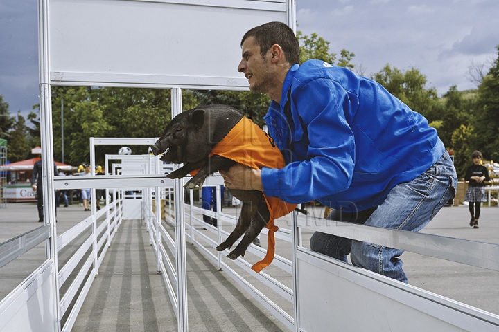 Nu poţi trece pe alături! Bucătarii pregătesc frigărui de-ţi lasă gura apă la festivalul Barbeque (GALERIE FOTO)