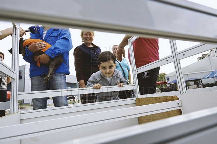 Nu poţi trece pe alături! Bucătarii pregătesc frigărui de-ţi lasă gura apă la festivalul Barbeque (GALERIE FOTO)