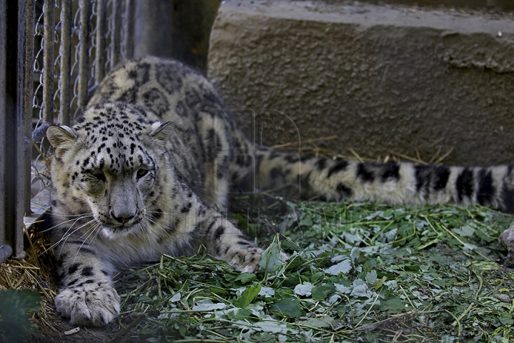 Misiune inedită pentru medicii moldoveni! Au salvat un animal dintr-o specie pe cale de dispariţie (GALERIE FOTO)