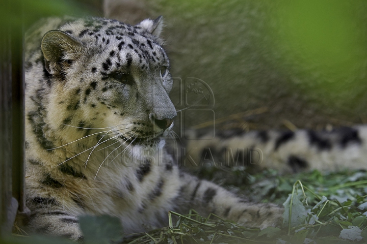 Misiune inedită pentru medicii moldoveni! Au salvat un animal dintr-o specie pe cale de dispariţie (GALERIE FOTO)