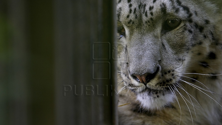 Misiune inedită pentru medicii moldoveni! Au salvat un animal dintr-o specie pe cale de dispariţie (GALERIE FOTO)