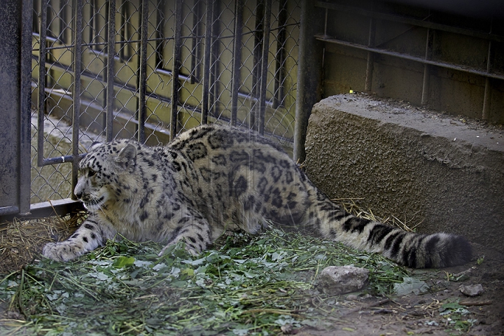 Misiune inedită pentru medicii moldoveni! Au salvat un animal dintr-o specie pe cale de dispariţie (GALERIE FOTO)