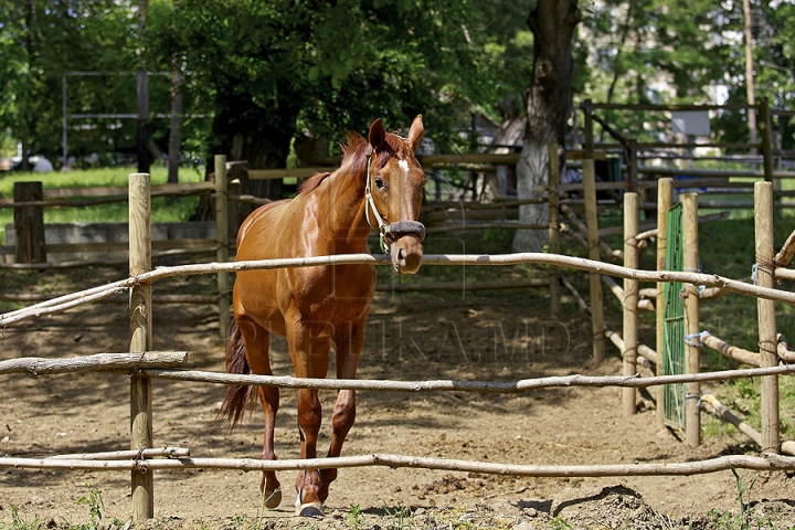 Misiune inedită pentru medicii moldoveni! Au salvat un animal dintr-o specie pe cale de dispariţie (GALERIE FOTO)