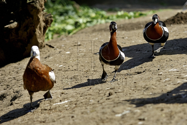 Misiune inedită pentru medicii moldoveni! Au salvat un animal dintr-o specie pe cale de dispariţie (GALERIE FOTO)