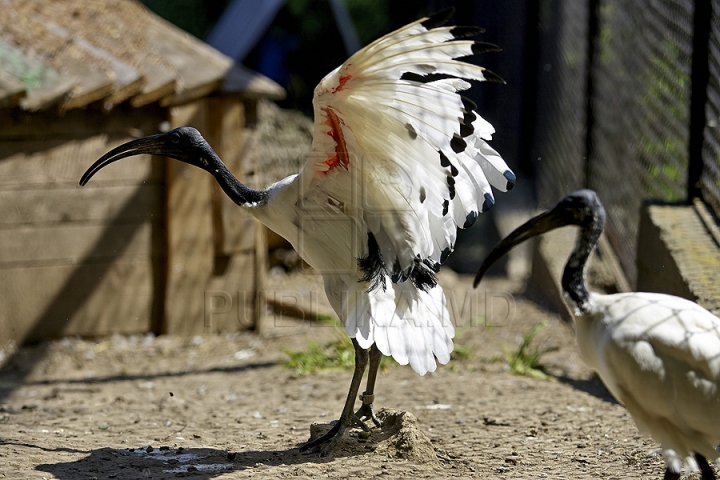 Misiune inedită pentru medicii moldoveni! Au salvat un animal dintr-o specie pe cale de dispariţie (GALERIE FOTO)