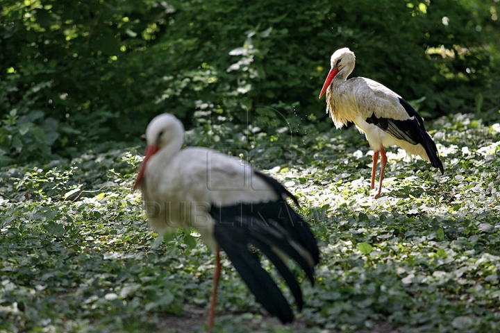 Misiune inedită pentru medicii moldoveni! Au salvat un animal dintr-o specie pe cale de dispariţie (GALERIE FOTO)