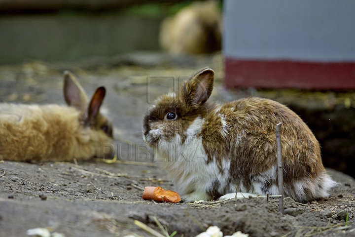 Misiune inedită pentru medicii moldoveni! Au salvat un animal dintr-o specie pe cale de dispariţie (GALERIE FOTO)