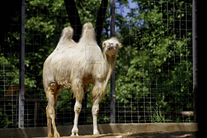 Misiune inedită pentru medicii moldoveni! Au salvat un animal dintr-o specie pe cale de dispariţie (GALERIE FOTO)