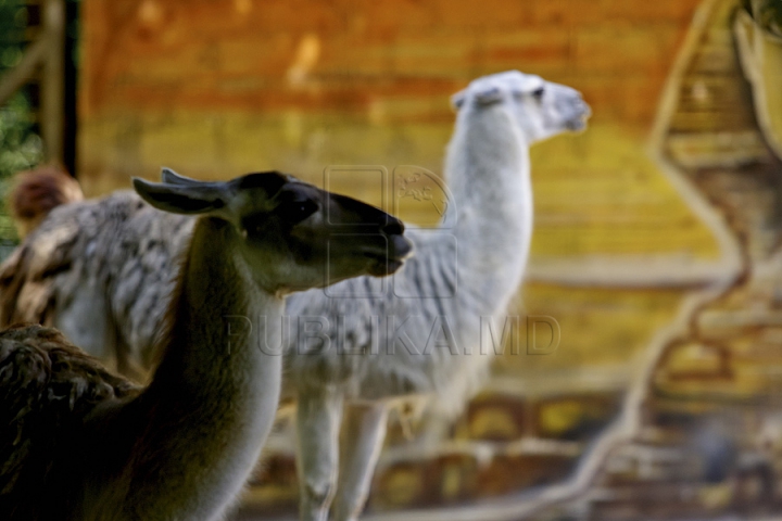 Misiune inedită pentru medicii moldoveni! Au salvat un animal dintr-o specie pe cale de dispariţie (GALERIE FOTO)