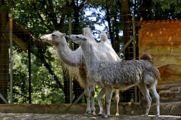 Misiune inedită pentru medicii moldoveni! Au salvat un animal dintr-o specie pe cale de dispariţie (GALERIE FOTO)