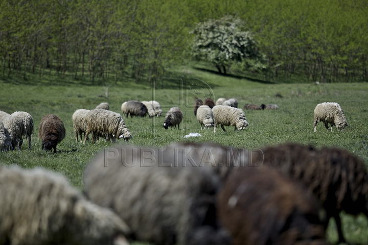 Tradiţii păstoreşti de Sfântul Gheorghe. Ce ritualuri respectă ciobanii pentru a avea un an îmbelşugat (GALERIE FOTO)