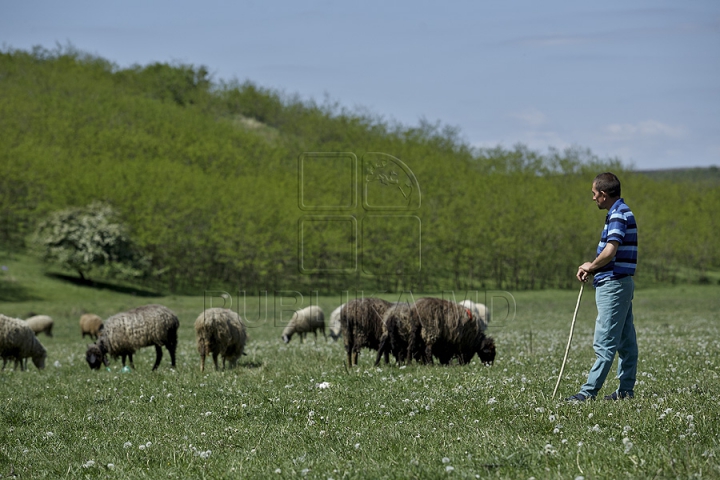 Tradiţii păstoreşti de Sfântul Gheorghe. Ce ritualuri respectă ciobanii pentru a avea un an îmbelşugat (GALERIE FOTO)