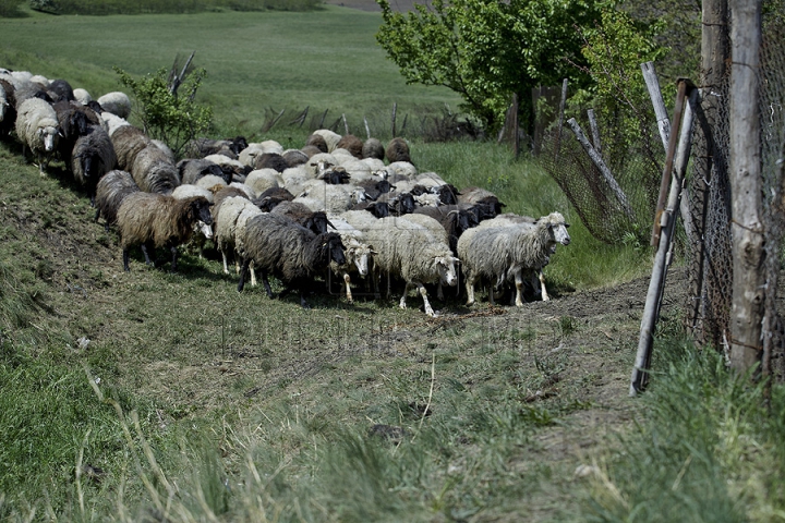 Tradiţii păstoreşti de Sfântul Gheorghe. Ce ritualuri respectă ciobanii pentru a avea un an îmbelşugat (GALERIE FOTO)