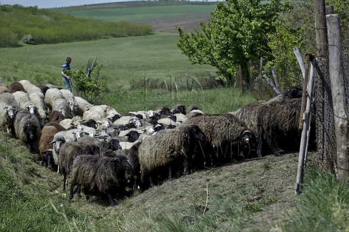 Tradiţii păstoreşti de Sfântul Gheorghe. Ce ritualuri respectă ciobanii pentru a avea un an îmbelşugat (GALERIE FOTO)