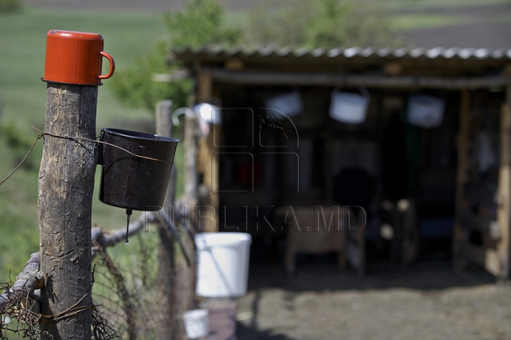 Tradiţii păstoreşti de Sfântul Gheorghe. Ce ritualuri respectă ciobanii pentru a avea un an îmbelşugat (GALERIE FOTO)