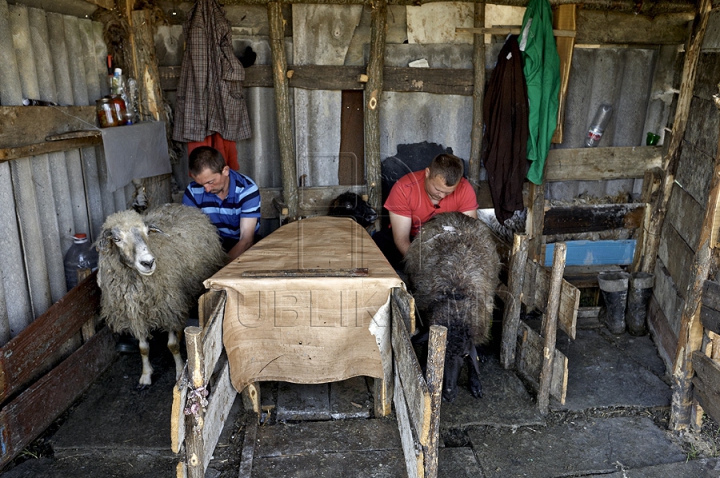 Tradiţii păstoreşti de Sfântul Gheorghe. Ce ritualuri respectă ciobanii pentru a avea un an îmbelşugat (GALERIE FOTO)