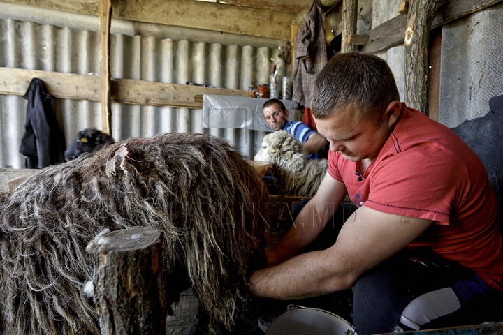 Tradiţii păstoreşti de Sfântul Gheorghe. Ce ritualuri respectă ciobanii pentru a avea un an îmbelşugat (GALERIE FOTO)