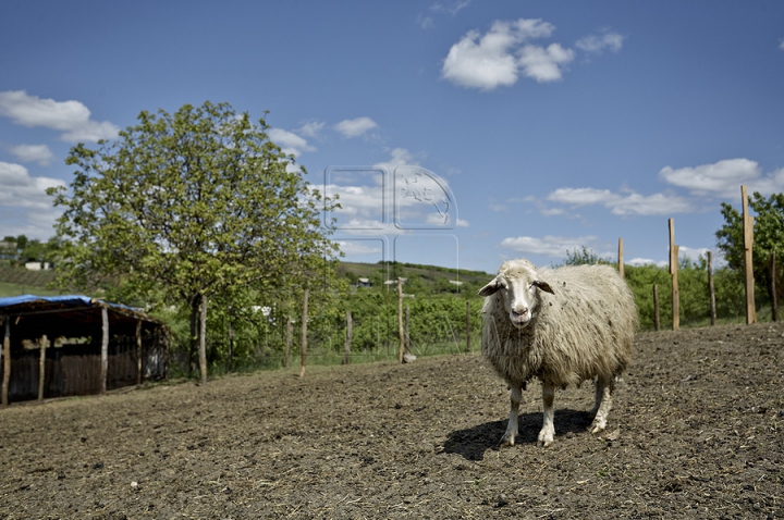 Tradiţii păstoreşti de Sfântul Gheorghe. Ce ritualuri respectă ciobanii pentru a avea un an îmbelşugat (GALERIE FOTO)