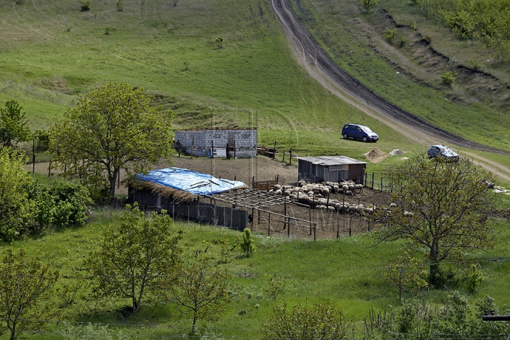 Tradiţii păstoreşti de Sfântul Gheorghe. Ce ritualuri respectă ciobanii pentru a avea un an îmbelşugat (GALERIE FOTO)