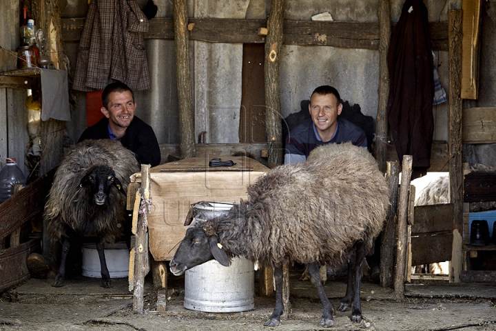 Tradiţii păstoreşti de Sfântul Gheorghe. Ce ritualuri respectă ciobanii pentru a avea un an îmbelşugat (GALERIE FOTO)