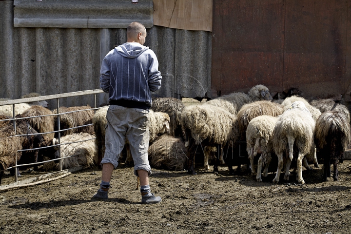 Tradiţii păstoreşti de Sfântul Gheorghe. Ce ritualuri respectă ciobanii pentru a avea un an îmbelşugat (GALERIE FOTO)