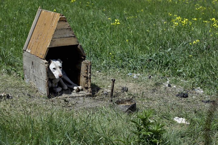 Tradiţii păstoreşti de Sfântul Gheorghe. Ce ritualuri respectă ciobanii pentru a avea un an îmbelşugat (GALERIE FOTO)