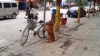 NO COMMENT pur şi simplu amuzant. Un căţel se plimbă pe bicicletă alături de stăpânul său (VIDEO)