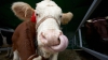 Subvenţie RECORD pentru un agricultor din Comrat, care a înfiinţat anul trecut o fermă de vaci pentru lapte