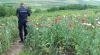 MAC 2014: Poliţiştii au rămas uimiţi când au văzut ce ''roadă'' avea un bărbat din Cimişlia în grădină (FOTO/VIDEO)