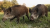 Localnicii din Copanca luptă cu porcii sălbatici, care le mănâncă culturile. Ce alte probleme le macină viaţa sătenilor