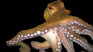 Caracatiţa Regina a făcut o nouă predicţie: Germania şi SUA vor remiza în ultimul meci din grupa G