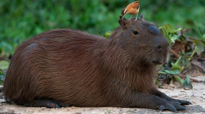 O nouă predicţie fotbalistică. Ce animal o face de această dată