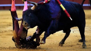 Scene de groază în Peru! Mai mulţi oameni au fost răniţi în timpul unei coride (VIDEO)