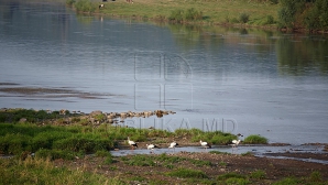 Râurile din municipiul Chişinău sunt poluate. Autorităţile şi locuitorii capitalei se acuză reciproc