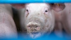 Un porcuşor care cântă la pian face senzaţie pe Internet (VIDEO)  