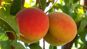 Culturile de piersici, afectate grav. Jumătate din roadă a fost compromisă