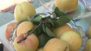 Caise coapte şi... uriaşe. O femeie din Chişinău are în curte pomi cu fructe ce cântăresc peste 200 de grame (VIDEO)