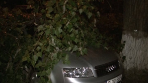 Pagube provocate de ploaie: O creangă de plop a distrus câteva automobile (VIDEO)