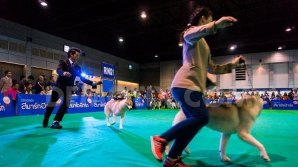 Premii pentru cel mai educat şi dresat căţel. Aproximativ 10 000 de patrupezi participă la un concurs internaţional  