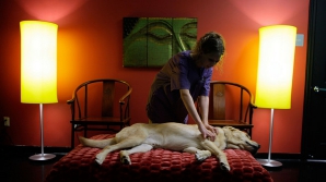 Vacanţă de vis pentru animalele de companie! Ce servicii le oferă un hotel din apropierea Chişinăului (VIDEO)